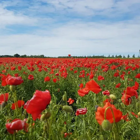 Haus Bernsteinchen * Gustow (Vorpommern-Rugen)