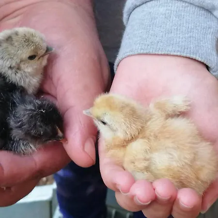 Διαμέρισμα Haus Bernsteinchen *