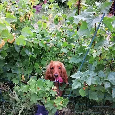 Haus Bernsteinchen Gustow (Vorpommern-Rugen)