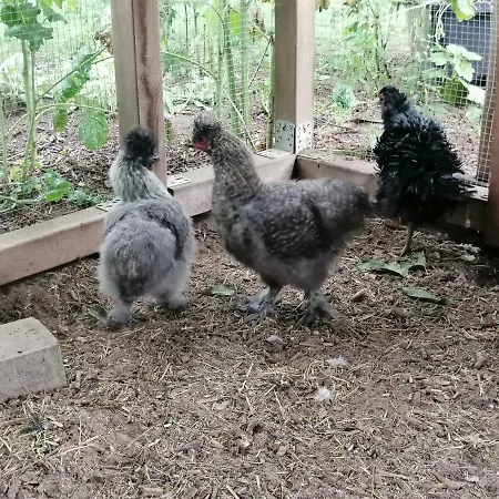 Haus Bernsteinchen Appartamento Gustow (Vorpommern-Rugen)