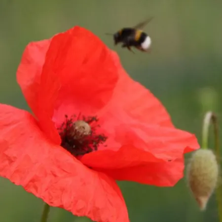 Haus Bernsteinchen Gustow (Vorpommern-Rugen)