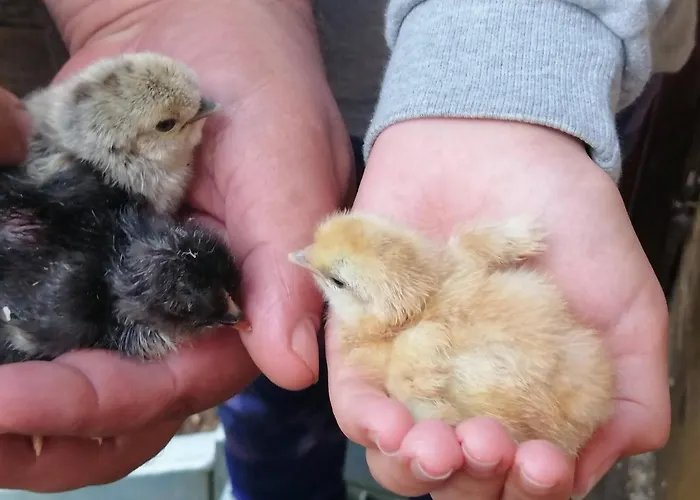 Appartement Haus Bernsteinchen *