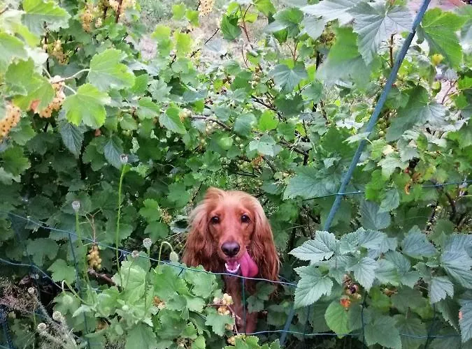 Haus Bernsteinchen Gustow (Vorpommern-Rugen)