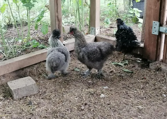Haus Bernsteinchen Appartement Gustow (Vorpommern-Rugen)